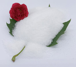 Hvilken type polyacrylamid er mere effektiv til behandling af bilvask spildevand?